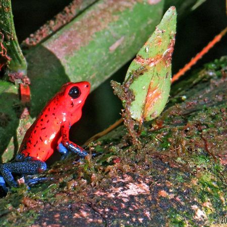 Hotel La Selva Biological Station Sarapiquí Esterno foto