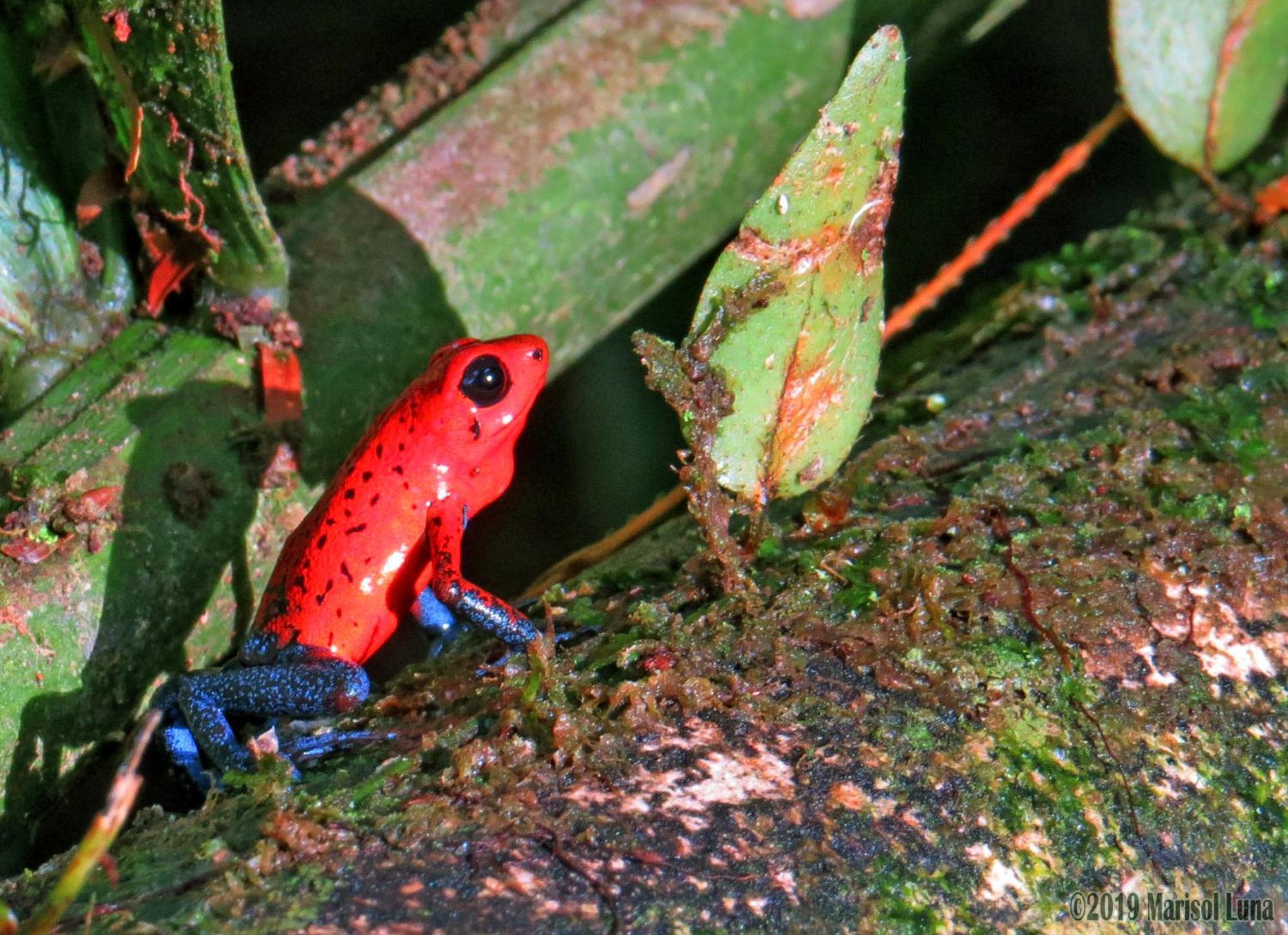 Hotel La Selva Biological Station Sarapiquí Esterno foto